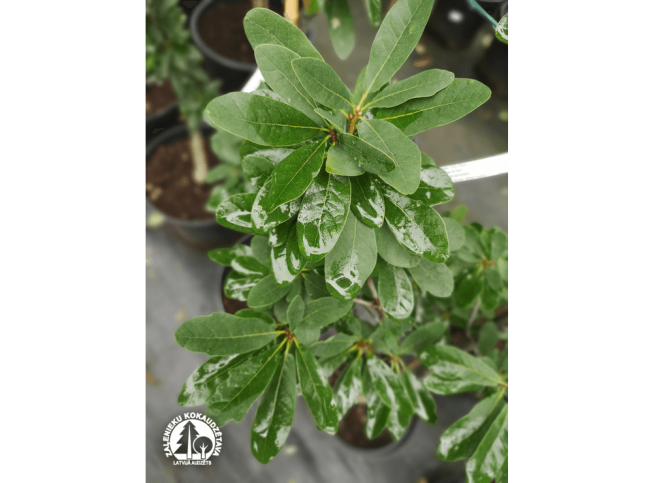 Quercus robur   'Salfast'